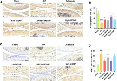 Modified Si Miao Powder granules alleviates osteoarthritis progression by regulating M1/M2 polarization of macrophage through NF-κB signaling pathway